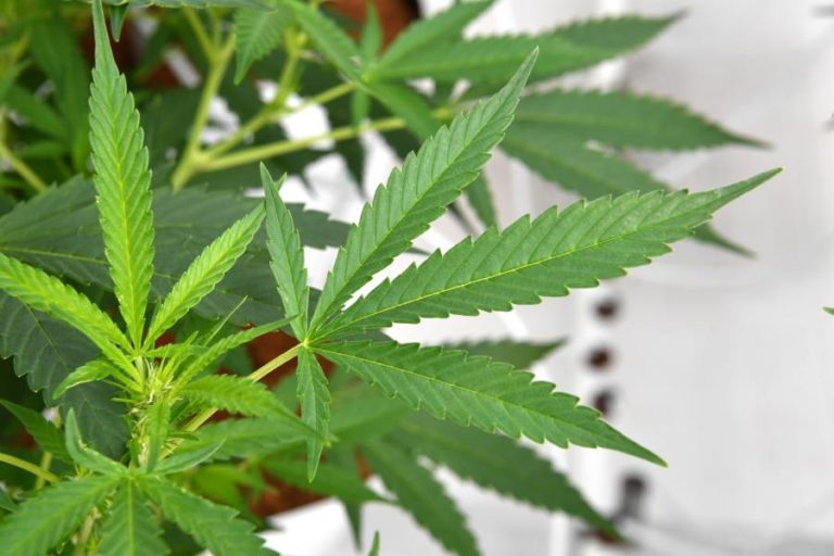 GNR DETÉM HOMEM DE 65 ANOS POR CULTIVO DE PLANTAS DE CANÁBIS NA COVILHÃ