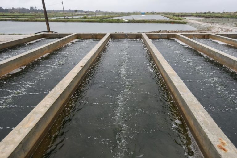 PORTUGAL JÁ PODE EXPORTAR PRODUTOS DE AQUACULTURA PARA BRASIL