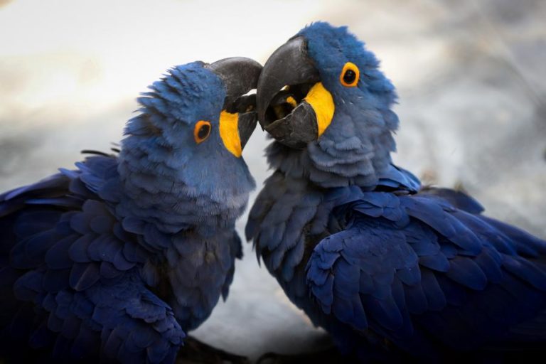 FOGO NO PANTANAL BRASILEIRO DESTRÓI MAIOR REFÚGIO MUNDIAL DE ARARAS-AZUIS