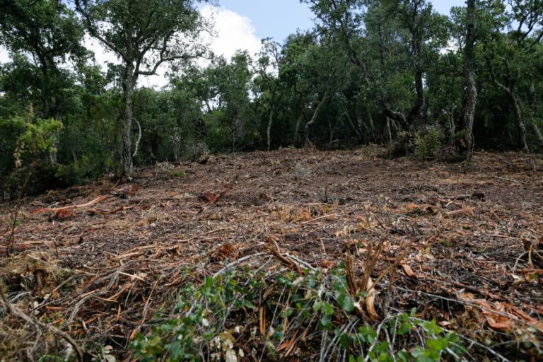 INCÊNDIOS: BIOTRITURADORES EM VEZ DE QUEIMADAS, PROPÕE ASSOCIAÇÃO ZERO