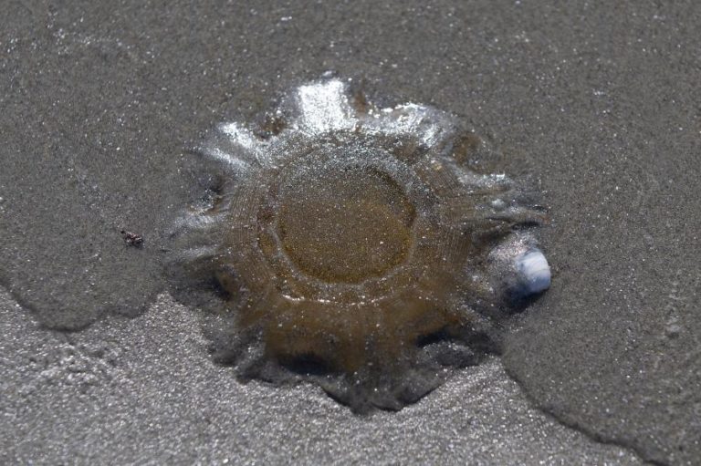 BANHOS INTERDITADOS EM DUAS PRAIAS DE CASCAIS APÓS PRESENÇA DE ‘MEDUSA VELELLA’
