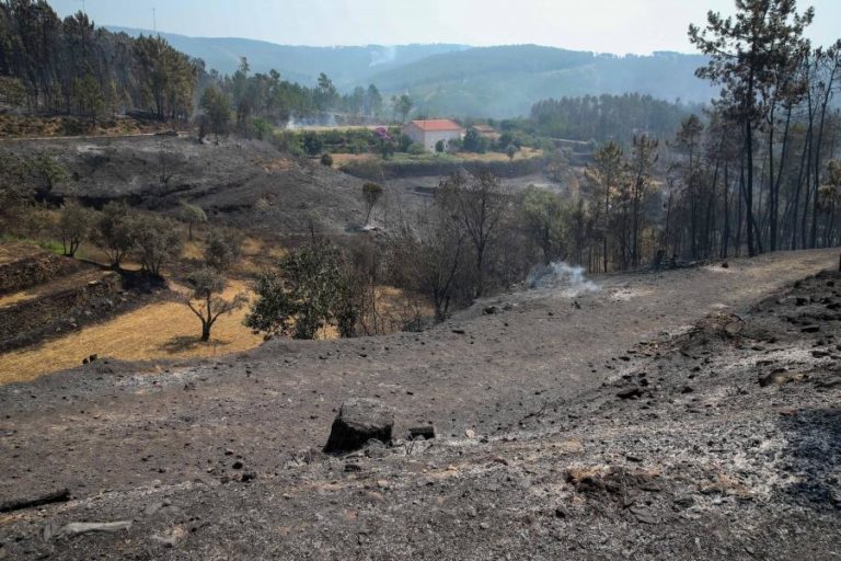 MAIS DE 24.000 HECTARES ARDERAM NOS PRIMEIROS SETE MESES DO ANO
