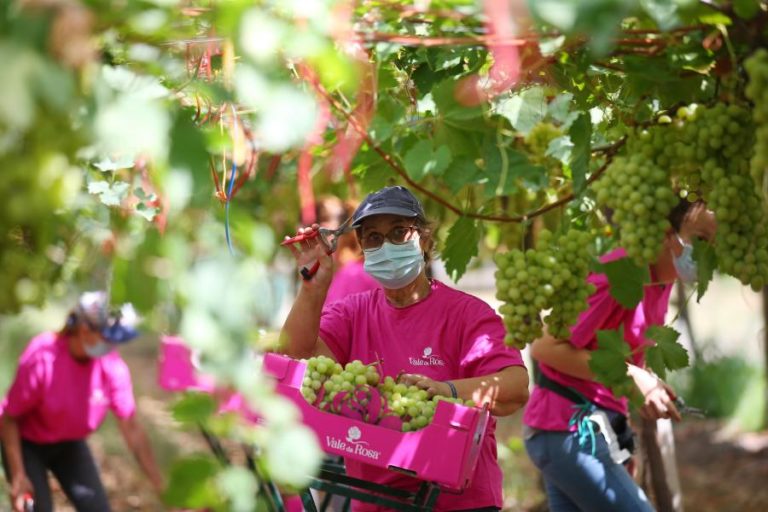 COVID-19: MINISTÉRIO DA AGRICULTURA ANTECIPA 112 MEURO DO PAGAMENTO ÚNICO