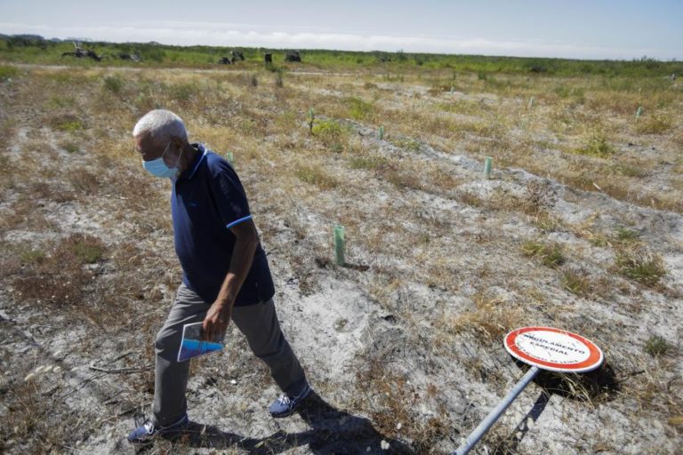 ÁRVORES CRESCEM NO PINHAL DE LEIRIA MAS NO TERRENO LAMENTA-SE A FALTA DE MEIOS E DEMORAS