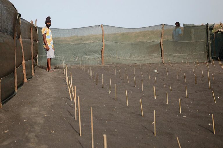 CARRETA-CARRETA, NOVE ANOS DE AMOR ÀS TARTARUGAS EM CABO VERDE MAS SEM GRANDES APOIOS
