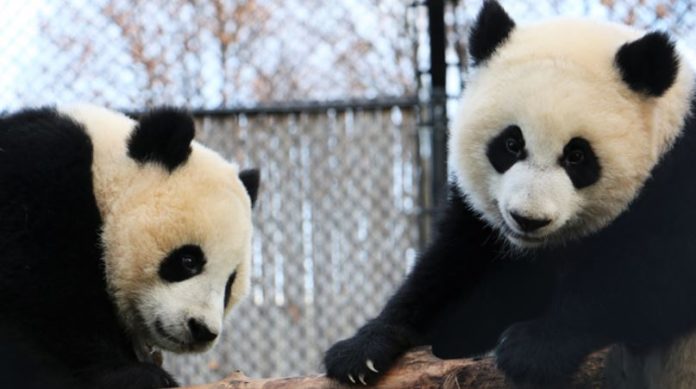 Foto: Calgary Zoo Foto: Calgary Zoo