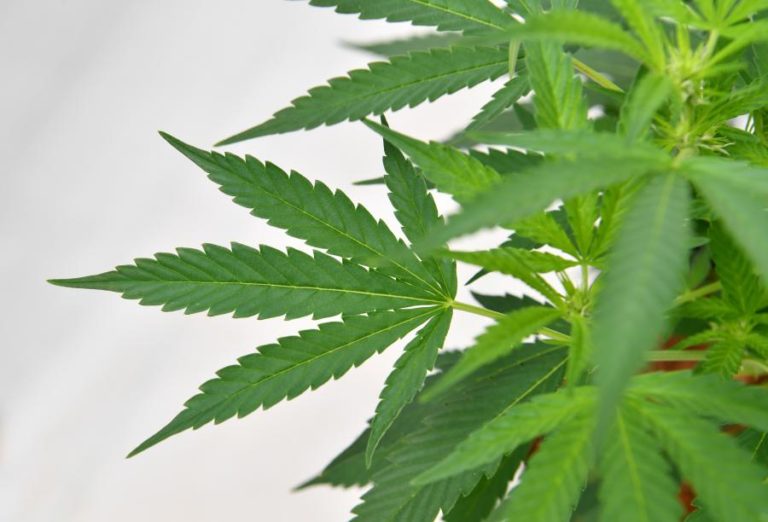 ALJUSTREL TEM A MAIOR PLANTAÇÃO DE CANÁBIS MEDICINAL DA EUROPA