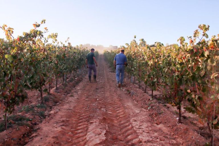BAIRRADA ULTRAPASSA DE 20 MILHÕES DE LITROS DE VINHOS EM “ANO DE MUITO BOA QUALIDADE”