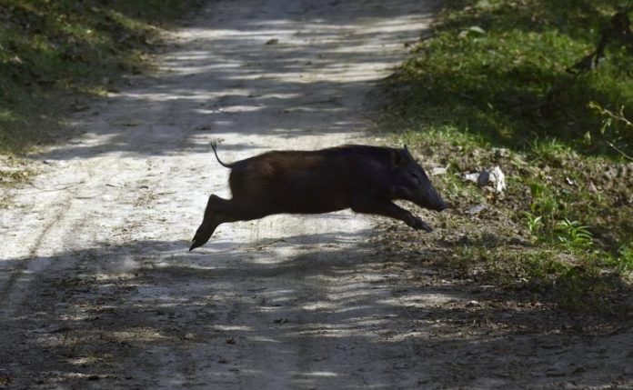27421162.jpg
