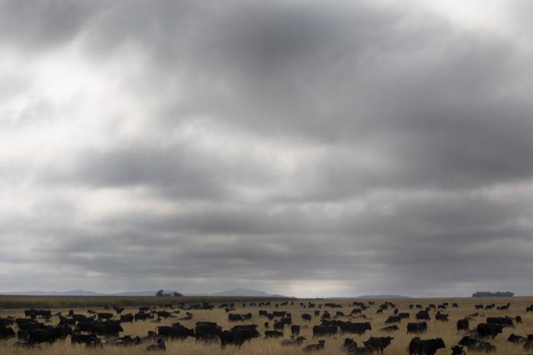 DESCOBERTOS TRAÇOS GENÉTICOS QUE EXPLICAM MAIOR RESISTÊNCIA DE GADO AFRICANO