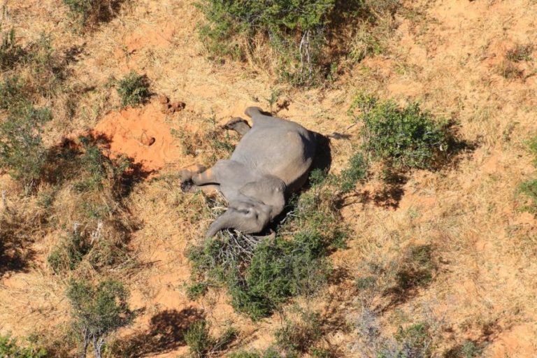 SOBE PARA 22 O NÚMERO DE ELEFANTES MORTOS NO ZIMBABUÉ COM INFEÇÃO