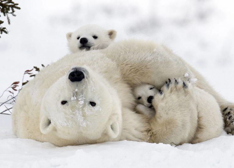 Foto: Debra-Garside/WWF-Canada