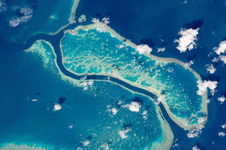 DESCOBERTO CORAL COM 500 METROS DE ALTURA NA AUSTRÁLIA