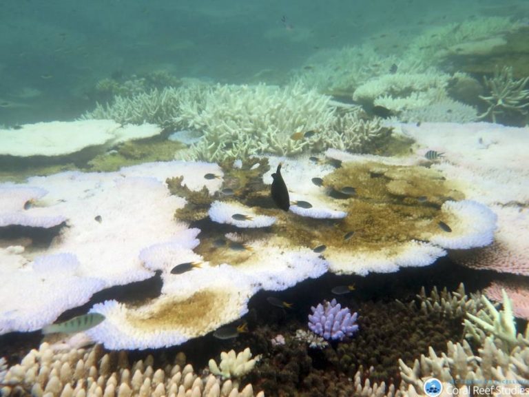 METADE DOS CORAIS DA GRANDE BARREIA DA AUSTRÁLIA MORRERAM NOS ÚLTIMOS 25 ANOS