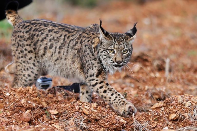 TAXA DE NASCIMENTOS DE LINCES NO VALE DO GUADIANA É A MAIS ALTA DA PENSÍNSULA IBÉRICA