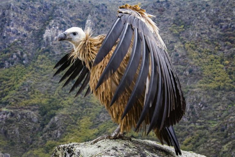 EXEMPLAR “RARO” DE ABUTRE PRETO DEVOLVIDO À LIBERDADE NO DOURO INTERNACIONAL