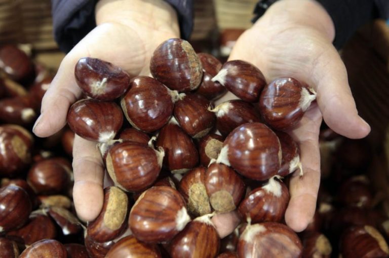 OE2021: CASTANHA E FRUTOS VERMELHOS CONGELADOS VÃO TER TAXA DE IVA REDUZIDA