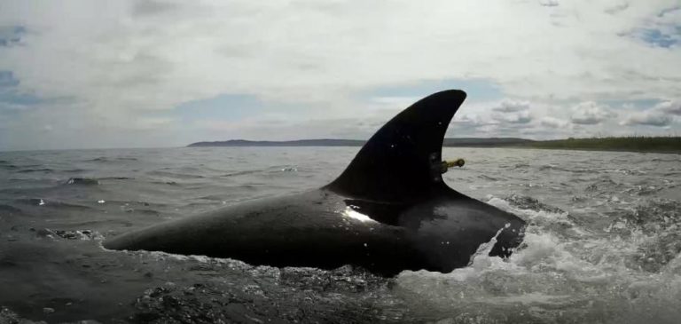 ORCAS JUVENIS PODEM ESTAR NA ORIGEM DE INCIDENTES COM EMBARCAÇÕES EM PORTUGAL E ESPANHA