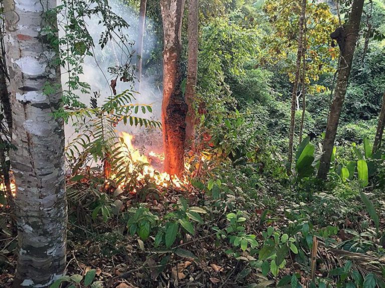 BRASIL IDENTIFICA 3.299 ESPÉCIES AMEAÇADAS DE EXTINÇÃO NO SEU TERRITÓRIO