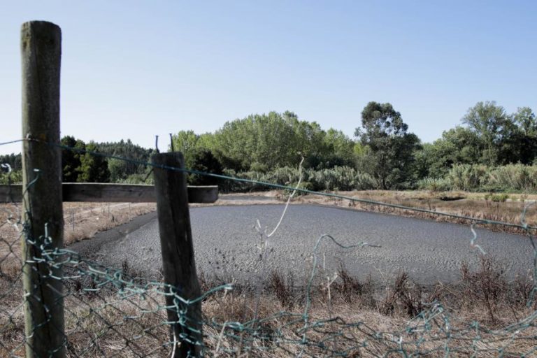 GNR DE LEIRIA DETETA DESCARGA ILEGAL DE EFLUENTES SUINÍCOLAS