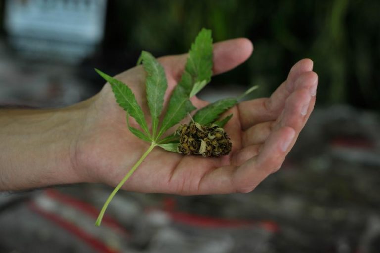 PJ DE CABO VERDE DESTRÓI MAIS 3,5 TONELADAS DE CANÁBIS NO INTERIOR DE SANTIAGO