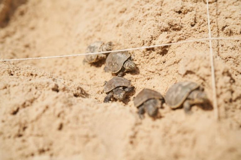 CABO VERDE BATE RECORDE COM QUASE 144 MIL NINHOS DE TARTARUGAS ESTE ANO