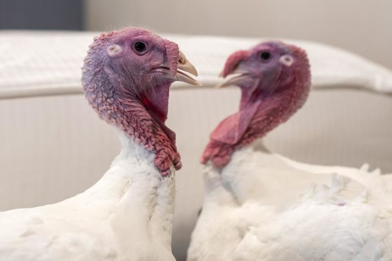 SURTO DE GRIPE AVIÁRIA NO REINO UNIDO ORIGINA O ABATE DE 10 MIL PERUS