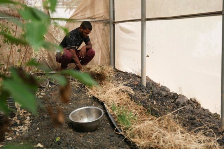 JOVENS PRODUZEM PASTO HIDROPÓNICO PARA DRIBLAR SECAS EM CABO VERDE