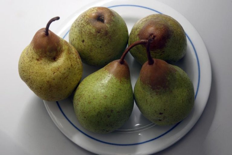 PRODUÇÃO DE PERA, MAÇÃ E AZEITONA COM QUEBRAS DE 35%, 25% E 30% ESTE ANO