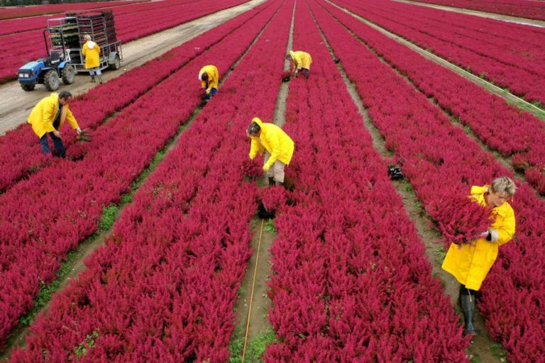 UNIVERSIDADE ALEMÃ COMPILA MAIOR LISTA DAS PLANTAS DO MUNDO