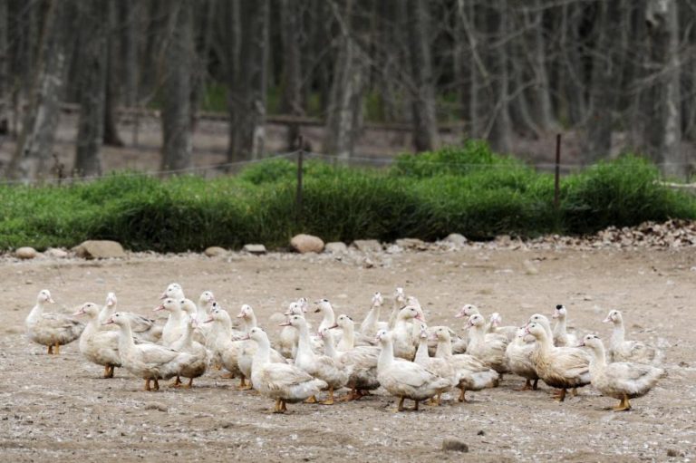 FRANÇA DETETA PRIMEIRO SURTO DE GRIPE AVIÁRIA NUMA FAZENDA