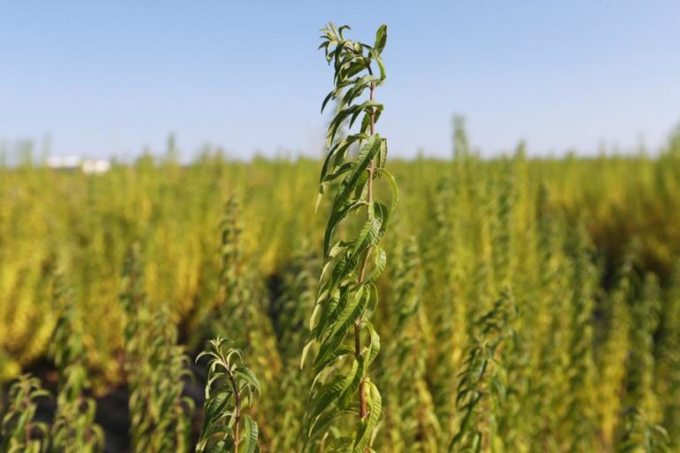 RENDIMENTO DA AGRICULTURA DEVERÁ DIMINUIR EM 2020 PELA 1.ª VEZ EM 11 ANOS