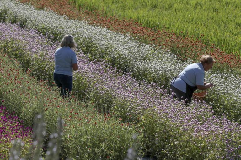 BRUXELAS RECOMENDA QUE AGRICULTURA EM PORTUGAL DÊ PRIORIDADE AO AMBIENTE