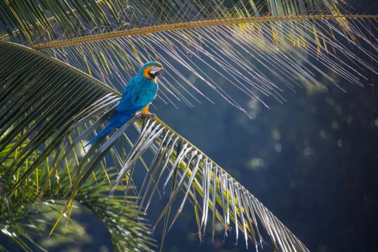 DESMANTELADA REDE DE TRÁFICO DE ANIMAIS SELVAGENS NO BRASIL