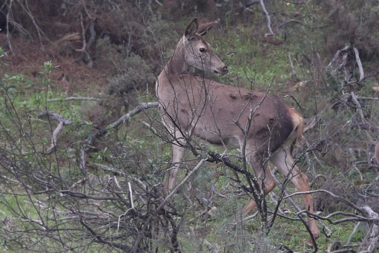 ICNF SUSPENDE LICENÇA DA ZONA DE CAÇA DE TORREBELA APÓS ABATE DE 540 ANIMAIS