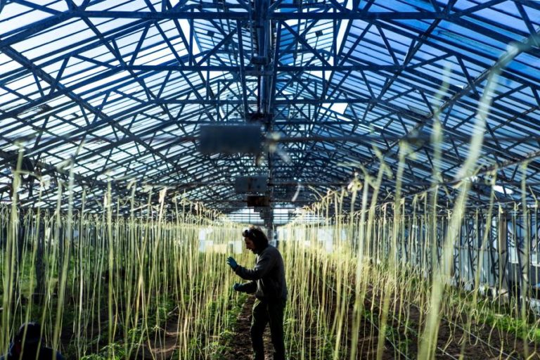 EXPLORAÇÕES DE AGRICULTURA BIOLÓGICA MAIS DO QUE TRIPLICAM NUMA DÉCADA – INE