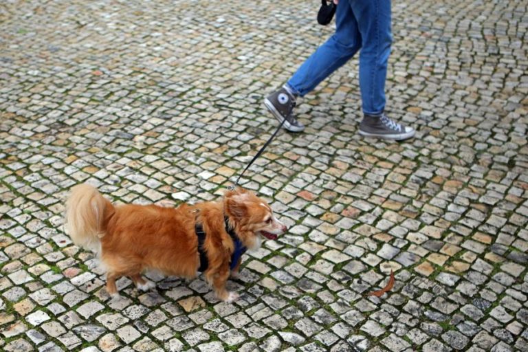 CARTA ABERTA A MARCELO E COSTA CONTESTA MUDANÇA DA TUTELA DE ANIMAIS DE COMPANHIA