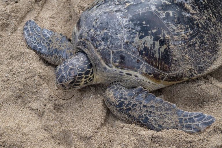 SÃO-TOMENSE VENCEDOR DO PRÉMIO INTERNACIONAL PROMETE “MAIOR BATALHA” NA PROTEÇÃO DAS TARTARUGAS MARINHAS