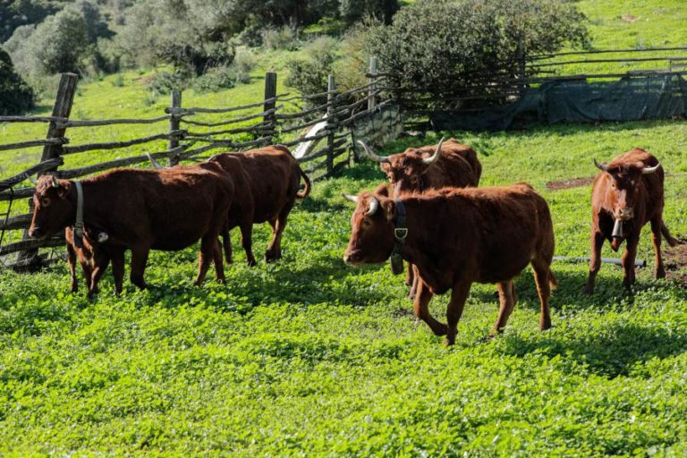 EM VIAS DE EXTINÇÃO VACA ALGARVIA É “SALVA” POR PROJETO DE RECUPERAÇÃO