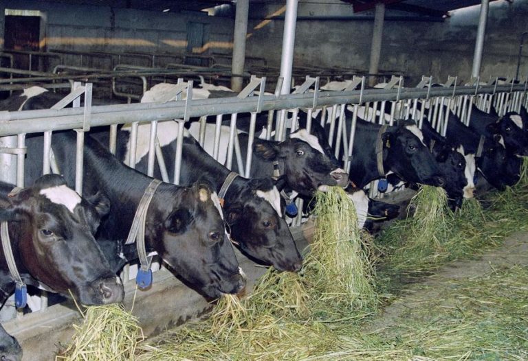 AGROINDUSTRIAL DO CENTRO ATRIBUI PRÉMIOS DE 355 MIL EUROS A PRODUTORES DE LEITE