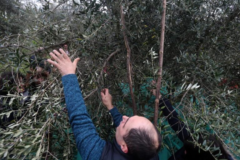POLITÉCNICO DE LEIRIA EM PROJETO TRANSNACIONAL PARA ESTUDAR PATRIMÓNIO OLIVÍCOLA