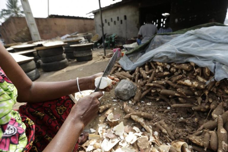 ANGOLA É TERCEIRO MAIOR PRODUTOR AFRICANO DE MANDIOCA E APOSTA NA TRANSFORMAÇÃO EM AMIDO
