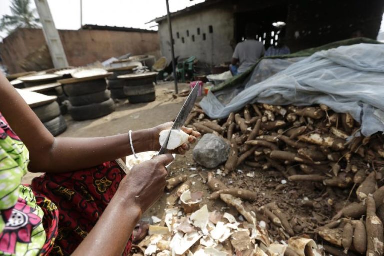 ANGOLA GARANTE APOSTA NA FILEIRA DA PRODUÇÃO DA MANDIOCA PARA EXPORTAÇÃO DE DERIVADOS