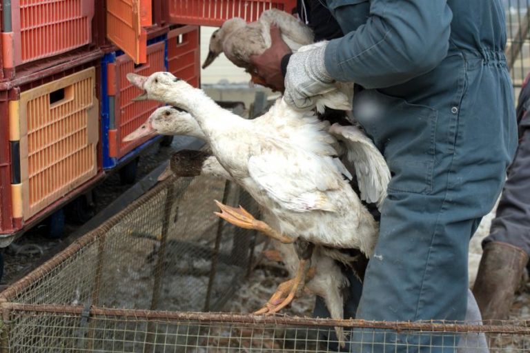 SURTO DE GRIPE AVIÁRIA EM FRANÇA LEVA AO ABATE DE CENTENAS DE MILHARES DE PATOS