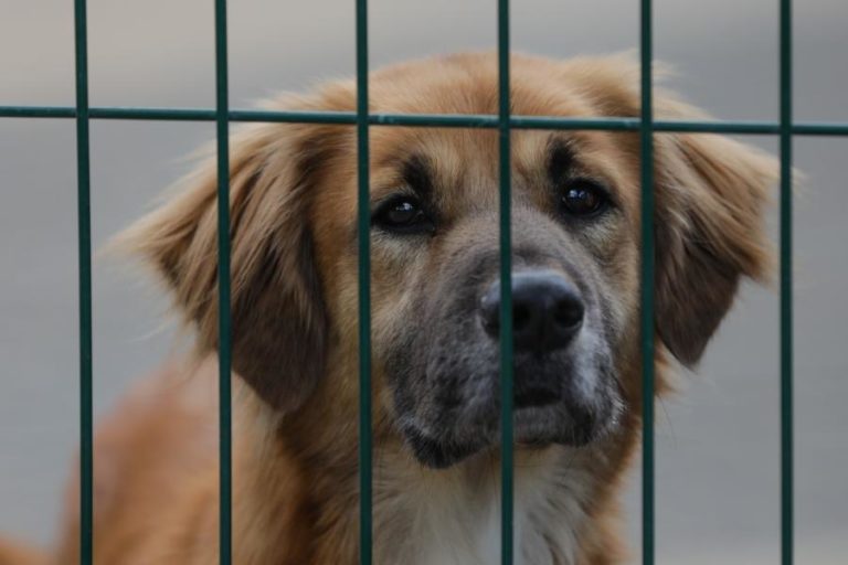 ADOÇÕES DE ANIMAIS DUPLICARAM EM 2020 NO CENTRO DE RECOLHA DE LOURES – CÂMARA