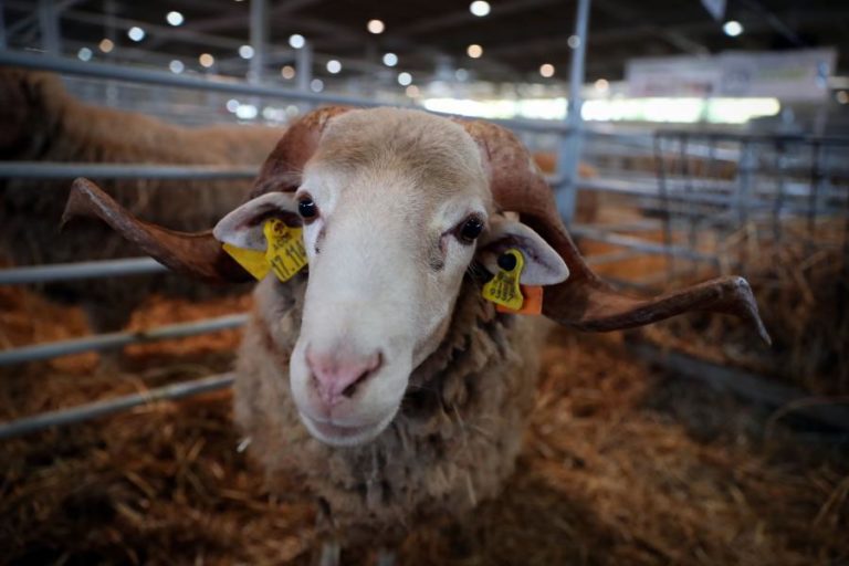COVID-19: OVIBEJA 2021 CANCELADA E ASSINALADA COM FEIRA VIRTUAL DE DOIS DIAS EM ABRIL