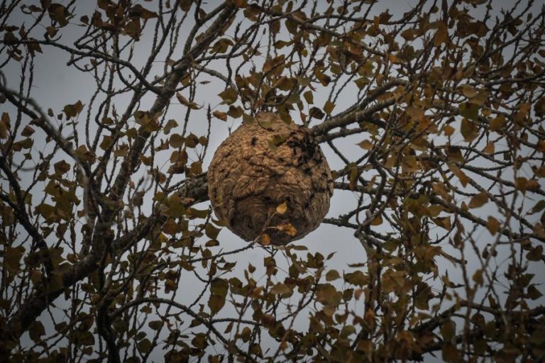 PROTEÇÃO CIVIL DE CANTANHEDE DESTRUIU 436 NINHOS DE VESPA ASIÁTICA EM 2020