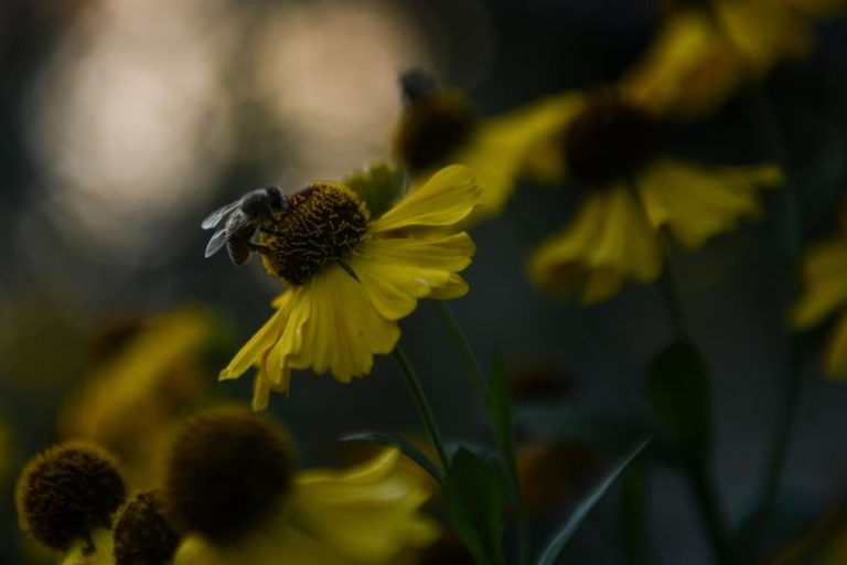 BRASIL ANUNCIA DESCOBERTA DE UMA NOVA ESPÉCIE DE ABELHA POLINIZADORA