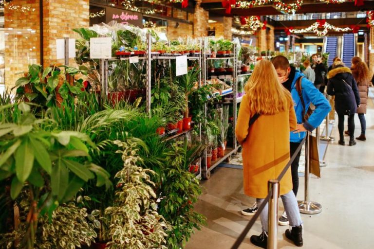 CAPACIDADE DAS PLANTAS PARA ABSORVER DIÓXIDO DE CARBONO PODE VIR A BAIXAR PARA METADE – ESTUDO