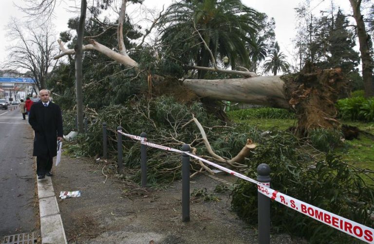 VENTO FEZ DERRUBAR ÁRVORES E SÓ EM VISEU HOUVE MAIS DE 60 OCORRÊNCIAS